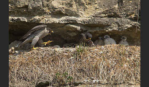 Wanderfalke (Falco peregrinus)