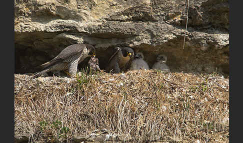 Wanderfalke (Falco peregrinus)