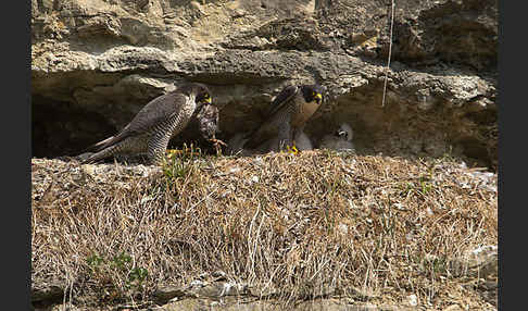 Wanderfalke (Falco peregrinus)