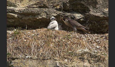 Wanderfalke (Falco peregrinus)