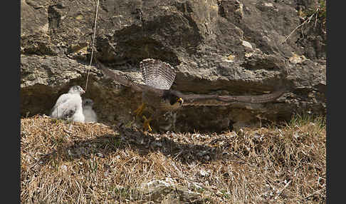 Wanderfalke (Falco peregrinus)