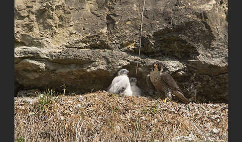 Wanderfalke (Falco peregrinus)