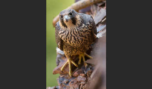 Wanderfalke (Falco peregrinus)