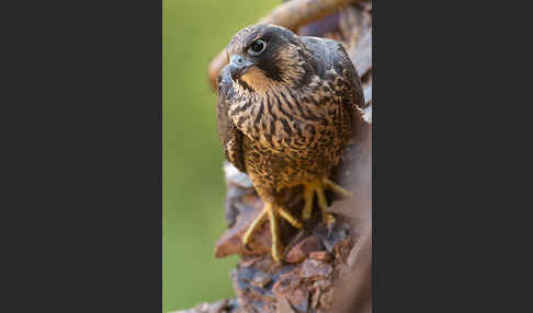 Wanderfalke (Falco peregrinus)