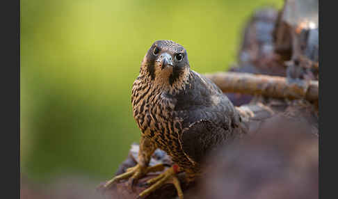 Wanderfalke (Falco peregrinus)