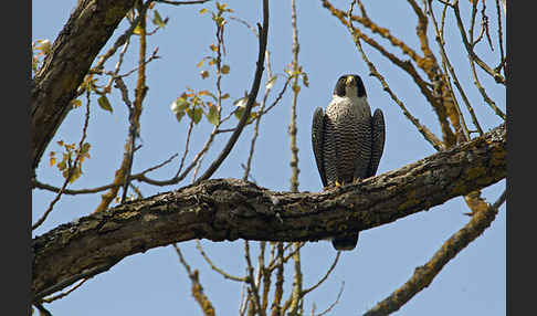 Wanderfalke (Falco peregrinus)