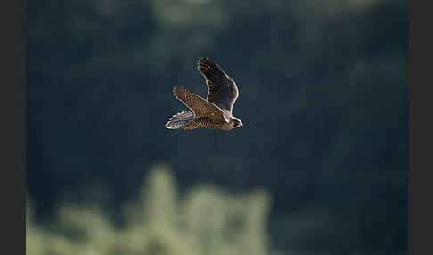 Wanderfalke (Falco peregrinus)