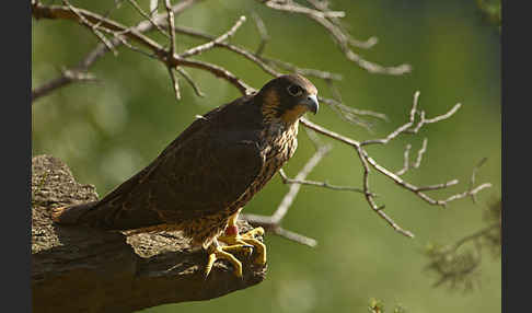 Wanderfalke (Falco peregrinus)