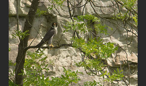 Wanderfalke (Falco peregrinus)