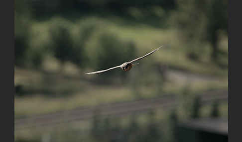 Wanderfalke (Falco peregrinus)