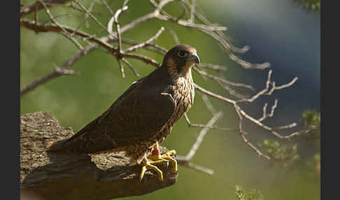 Wanderfalke (Falco peregrinus)