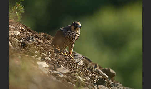 Wanderfalke (Falco peregrinus)