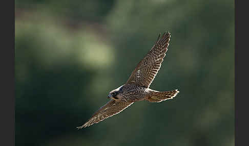 Wanderfalke (Falco peregrinus)