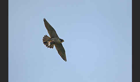 Wanderfalke (Falco peregrinus)