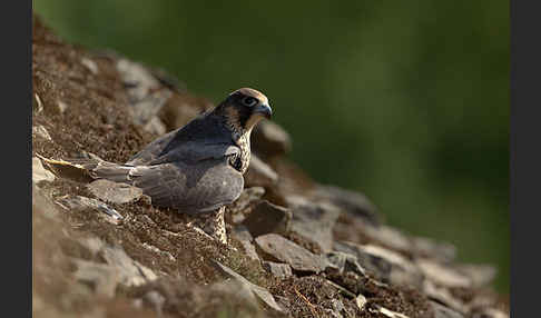 Wanderfalke (Falco peregrinus)