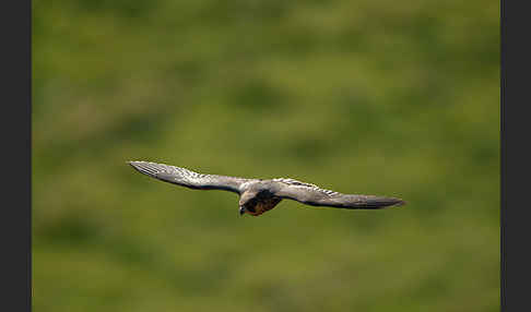 Wanderfalke (Falco peregrinus)