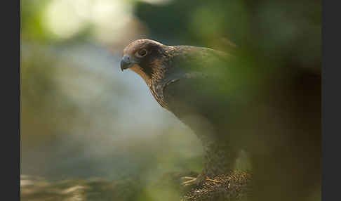 Wanderfalke (Falco peregrinus)