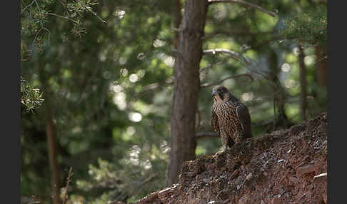 Wanderfalke (Falco peregrinus)