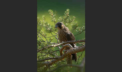 Wanderfalke (Falco peregrinus)