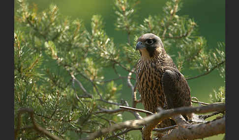 Wanderfalke (Falco peregrinus)