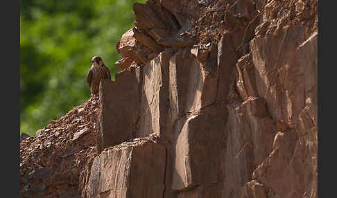 Wanderfalke (Falco peregrinus)