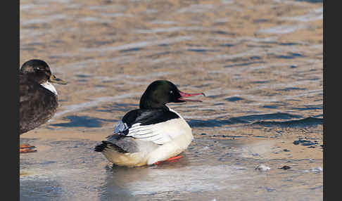 Stockente (Anas platyrhynchos)