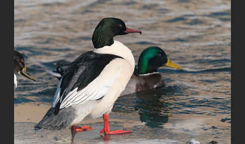 Stockente (Anas platyrhynchos)