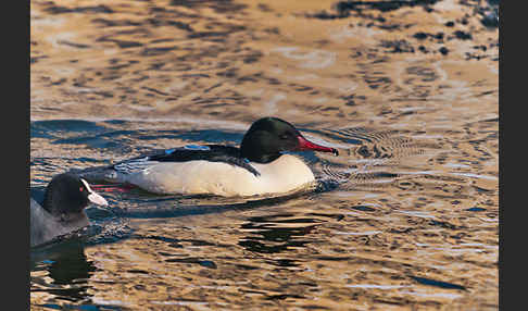 Gänsesäger (Mergus merganser)