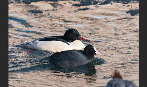 Gänsesäger (Mergus merganser)