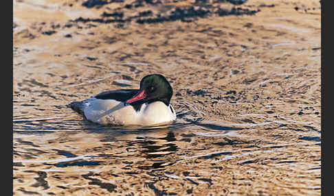 Gänsesäger (Mergus merganser)