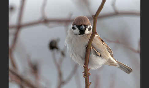 Feldsperling (Passer montanus)