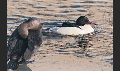 Gänsesäger (Mergus merganser)