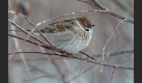 Feldsperling (Passer montanus)