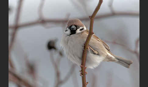 Feldsperling (Passer montanus)