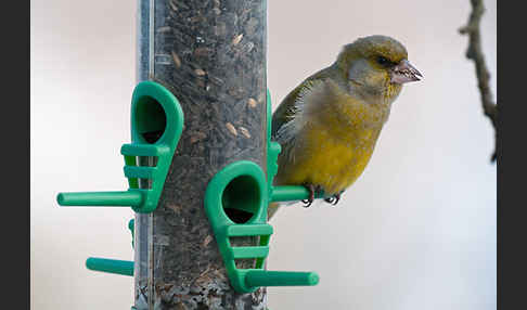 Grünfink (Carduelis chloris)