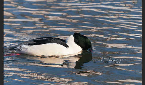 Gänsesäger (Mergus merganser)