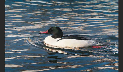 Gänsesäger (Mergus merganser)