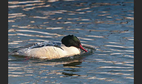 Gänsesäger (Mergus merganser)