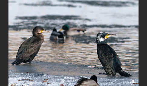 Kormoran (Phalacrocorax carbo)