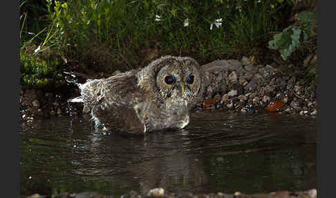 Waldkauz (Strix aluco)