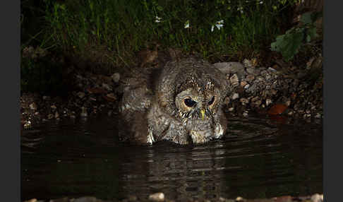 Waldkauz (Strix aluco)