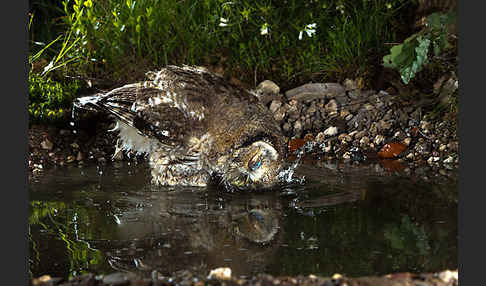 Waldkauz (Strix aluco)