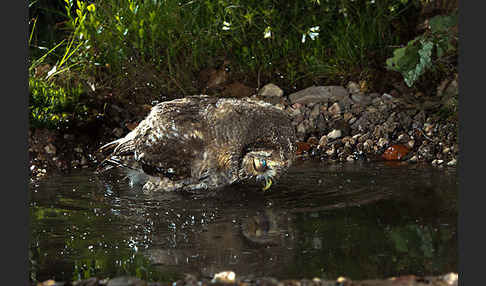 Waldkauz (Strix aluco)