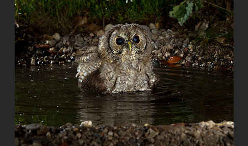 Waldkauz (Strix aluco)