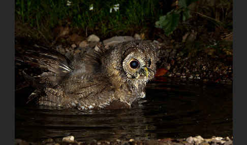 Waldkauz (Strix aluco)