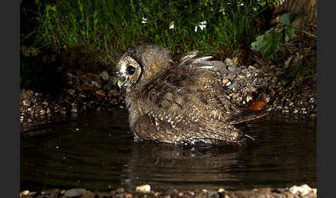 Waldkauz (Strix aluco)