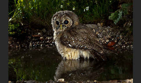 Waldkauz (Strix aluco)