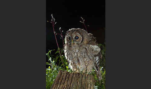 Waldkauz (Strix aluco)