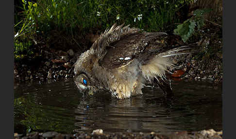 Waldkauz (Strix aluco)