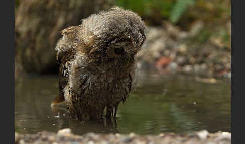 Waldkauz (Strix aluco)